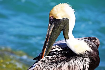 Close-up of a duck