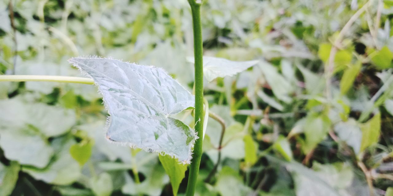 CLOSE-UP OF WHITE LEAF ON PLANT