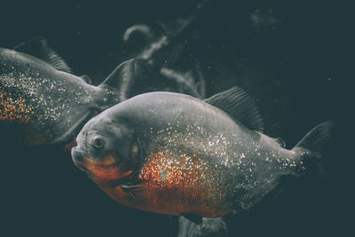 Close-up of fish swimming in sea