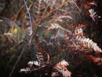 Close-up of spider on web