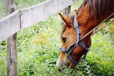 Close-up of a horse on field