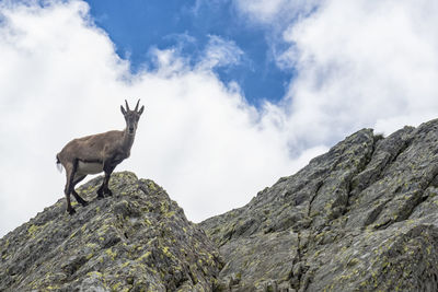 Ibex in the italian alps of val gerola