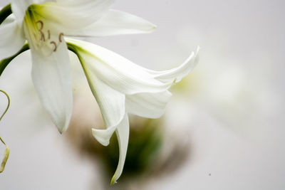 Close-up of white flowers