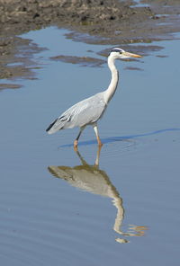 White heron on a lake