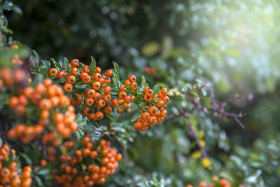 Close-up of orange berries on tree