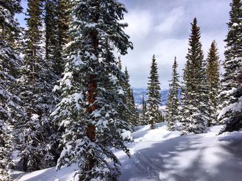 Trees on snow covered landscape