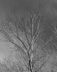 Close-up of dead tree against sky