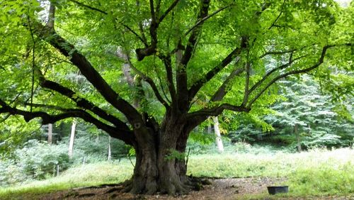 View of tree in forest