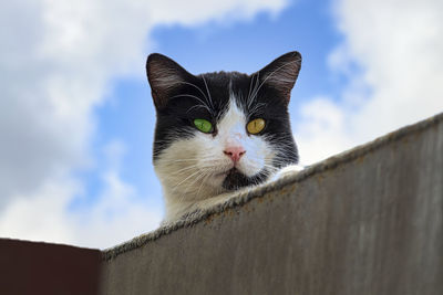 Portrait of a cat