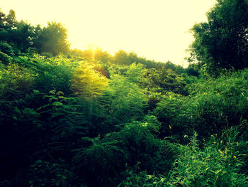 Trees in forest