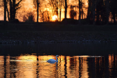 View of ducks swimming in lake during sunset