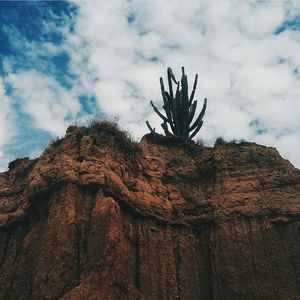 Low angle view of fresh plants against sky