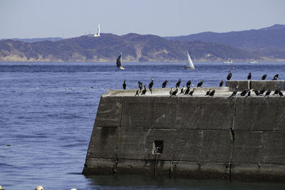 Seagulls perching on sea shore against sky