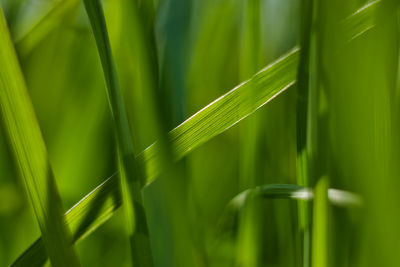 Close-up of crops growing on field