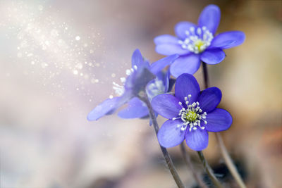 Close-up of purple flowering plant