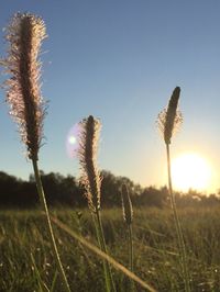 Close-up of plant in field