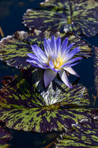 Close-up of purple flowering plant