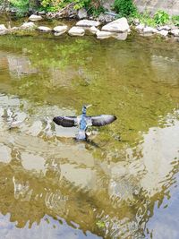 High angle view of bird swimming in lake