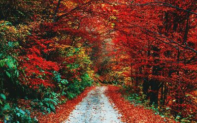 View of autumn trees in forest