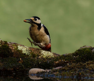 Close-up of bird perching on log