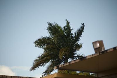 Low angle view of palm tree against sky