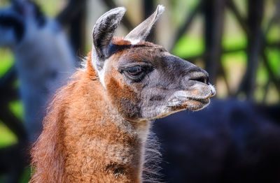 Close up of a llama