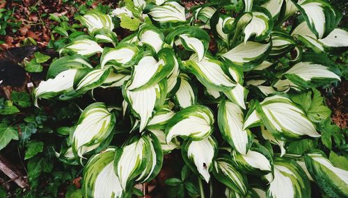 High angle view of white flowering plants