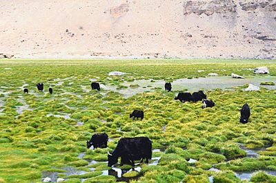 Scenic view of grassy field