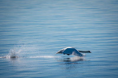 View of duck swimming in sea