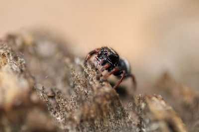 Close-up of spider