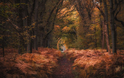 Plants and trees in forest during autumn