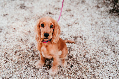 Portrait of cute dog sitting on footpath