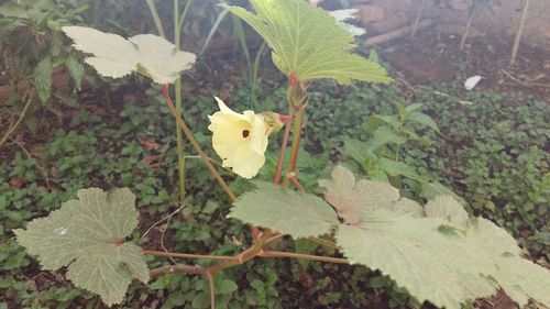 Close-up of butterfly on plant