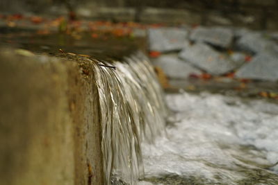 Close-up of lizard in water