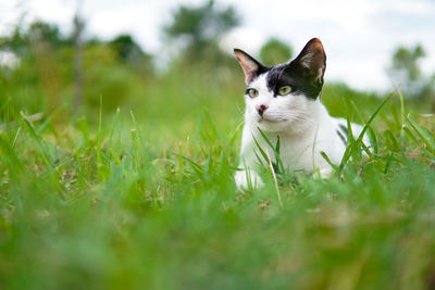 White cat sitting in the meadow