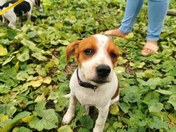 Low section of dog standing on leaves