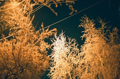 Close-up of fresh plant against sky