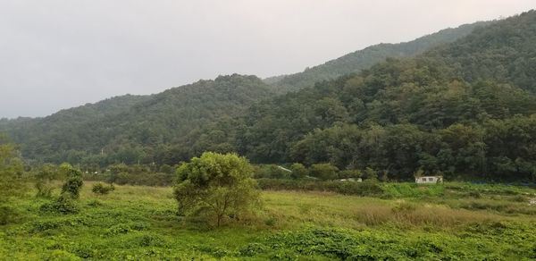 Scenic view of trees on field against sky