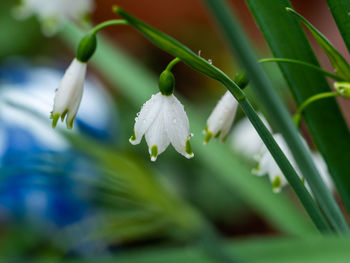 Close-up of water drops on white flower