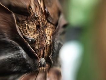 Close-up of lizard