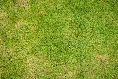 Lawn for training football pitch, grass golf courses green lawn pattern textured background.