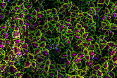 Full frame shot of pink flowering plants