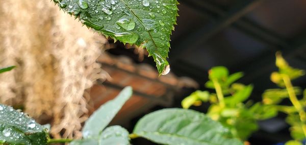 Close-up of wet leaves on land