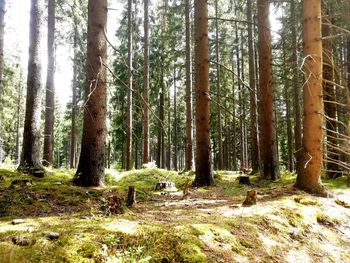 Trees growing in forest