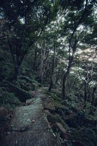 Footpath amidst trees in forest