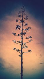 Low angle view of trees against sky