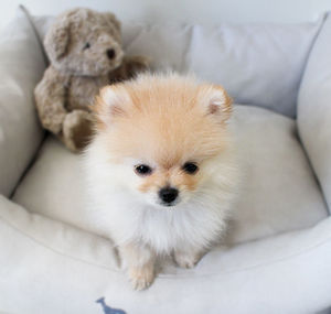 High angle view of puppy sitting on sofa at home