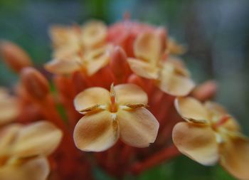 Close-up of flowers blooming outdoors