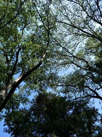 Low angle view of trees against sky