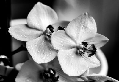 Close-up of wet flower